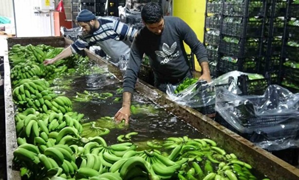 Foto - Faydasını duyan satın almak istiyor: Her iki tanesinden biri bu şehirden çıkıyor