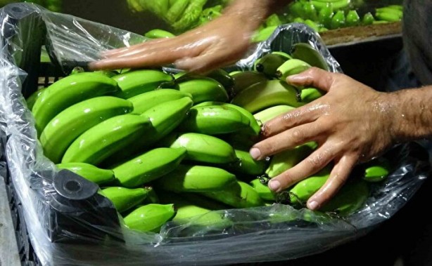 Foto - Faydasını duyan satın almak istiyor: Her iki tanesinden biri bu şehirden çıkıyor