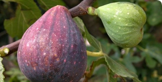 Foto - Fazla incir öldürüyor