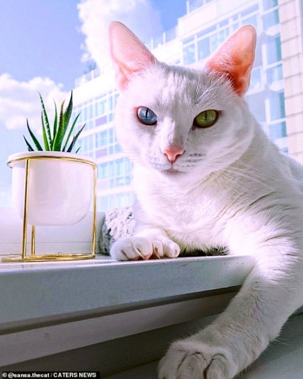 Foto - Fazla parmakları olduğu için sokağa atılan kedi internette fenomen oldu