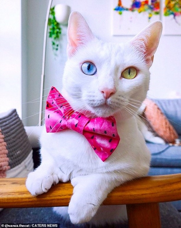 Foto - Fazla parmakları olduğu için sokağa atılan kedi internette fenomen oldu