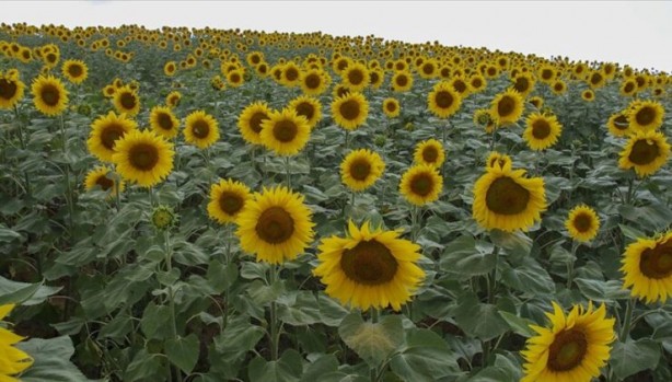 Foto - Felaketi duyan markete koşuyor! Herkes o ürünü stokluyor! Sofralarımızın baş tacına dev zam yolda