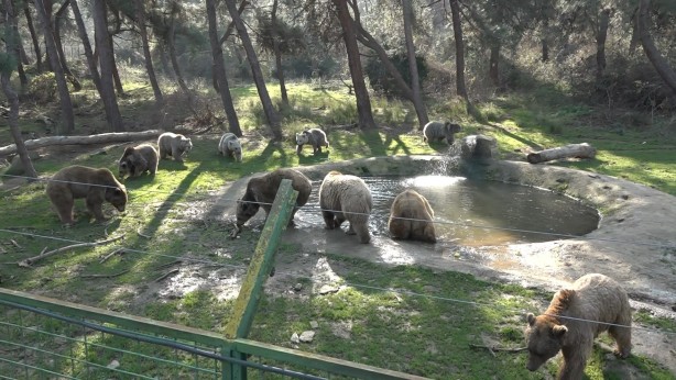 Foto - Felç kalan ayı uygulanan tedavi ile sağlığına kavuştu!