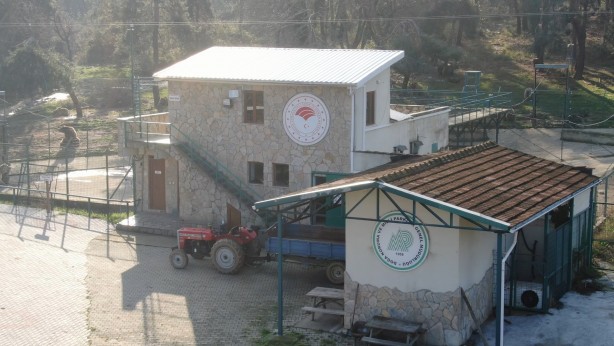 Foto - Felç kalan ayı uygulanan tedavi ile sağlığına kavuştu!