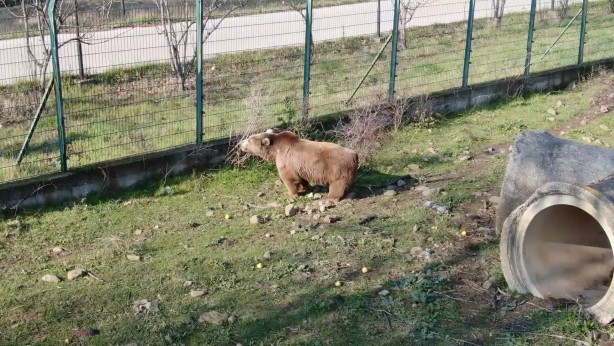 Felç kalan ayı uygulanan tedavi ile sağlığına kavuştu!