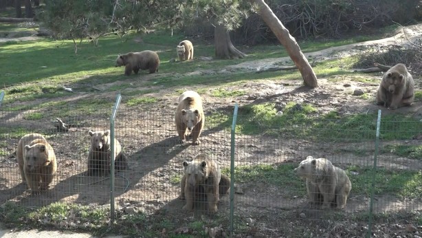 Foto - Felç kalan ayı uygulanan tedavi ile sağlığına kavuştu!
