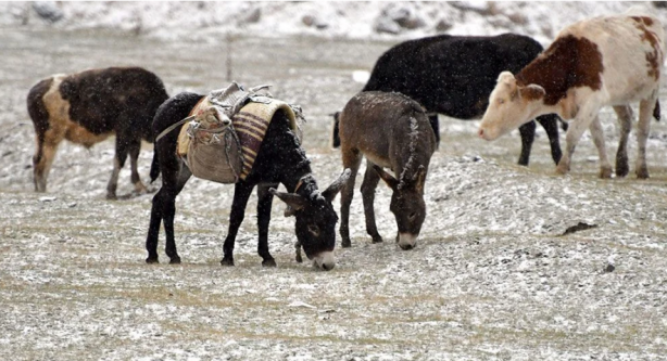 Foto - Fena bastıran kar 3 kenti beyaza bürüdü! 6 il için kar yağışı uyarısı 
