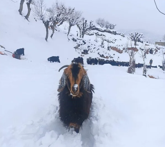 Foto - Fena bastırdı! Kar kalınlığı 1 metreye yaklaştı