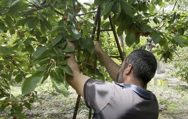 Foto - Fenerbahçeli çiftçinin isyanı: Kiraz bile Galatasaraylı çıktı