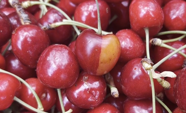 Foto - Fenerbahçeli çiftçinin isyanı: Kiraz bile Galatasaraylı çıktı