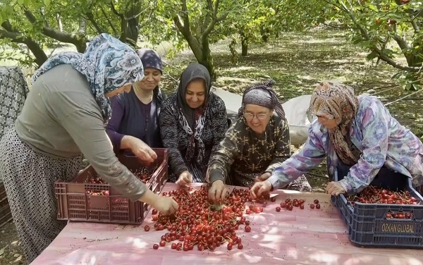 Foto - Fenerbahçeli çiftçinin isyanı: Kiraz bile Galatasaraylı çıktı