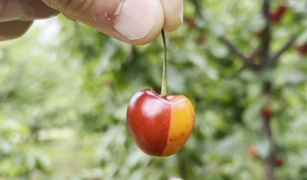 Fenerbahçeli çiftçinin isyanı: Kiraz bile Galatasaraylı çıktı