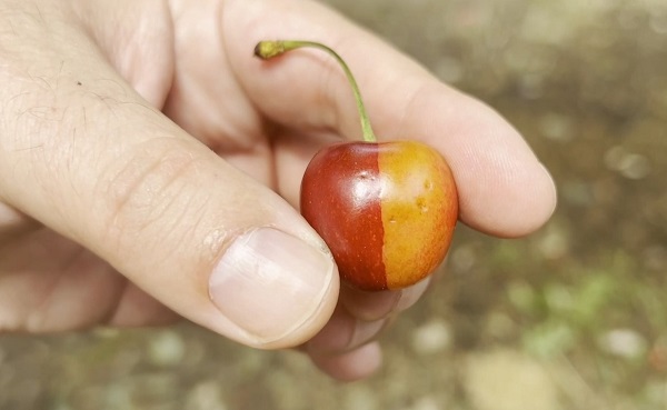 Foto - Fenerbahçeli çiftçinin isyanı: Kiraz bile Galatasaraylı çıktı