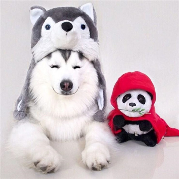 Foto - Fenomen köpek Maru pandalara bayılıyor!