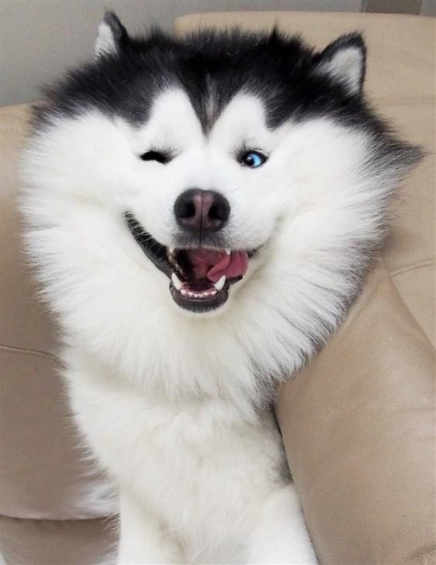 Foto - Fenomen köpek Maru pandalara bayılıyor!