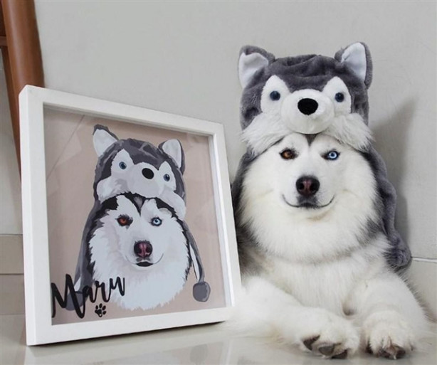 Foto - Fenomen köpek Maru pandalara bayılıyor!