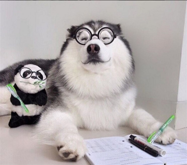 Foto - Fenomen köpek Maru pandalara bayılıyor!