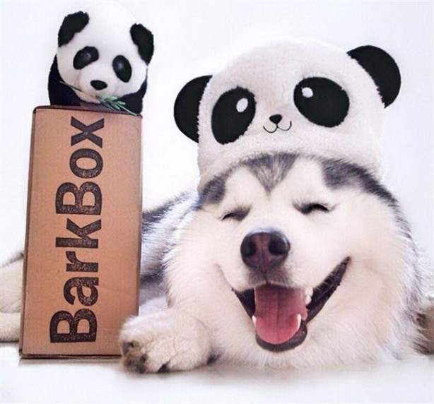 Foto - Fenomen köpek Maru pandalara bayılıyor!