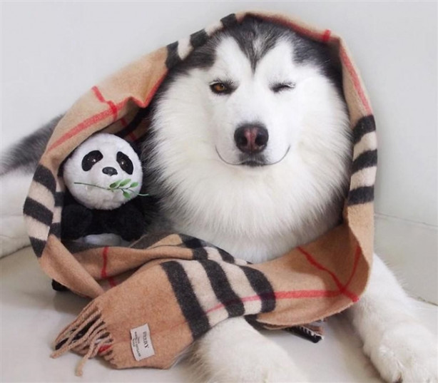 Foto - Fenomen köpek Maru pandalara bayılıyor!