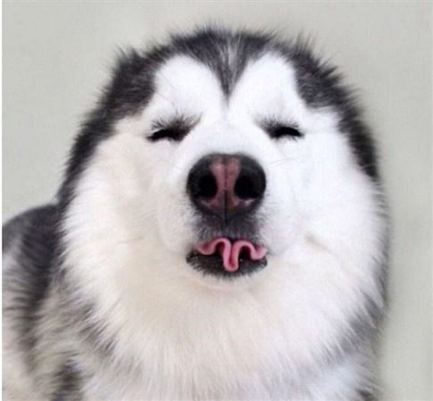 Foto - Fenomen köpek Maru pandalara bayılıyor!