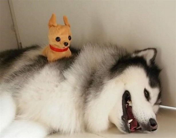 Fenomen köpek Maru pandalara bayılıyor!