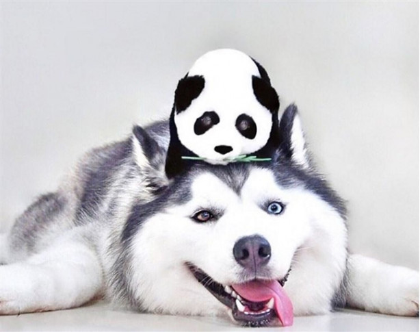 Foto - Fenomen köpek Maru pandalara bayılıyor!