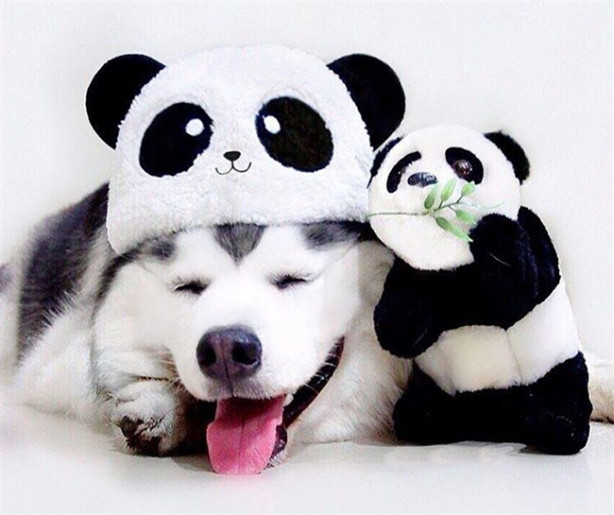 Foto - Fenomen köpek Maru pandalara bayılıyor!