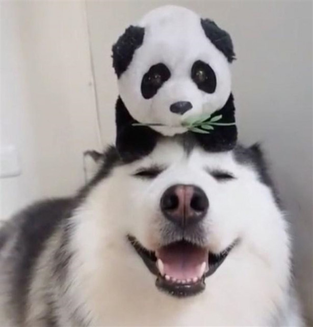 Foto - Fenomen köpek Maru pandalara bayılıyor!