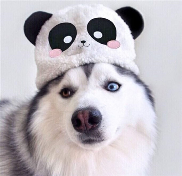 Foto - Fenomen köpek Maru pandalara bayılıyor!