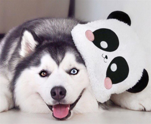 Foto - Fenomen köpek Maru pandalara bayılıyor!