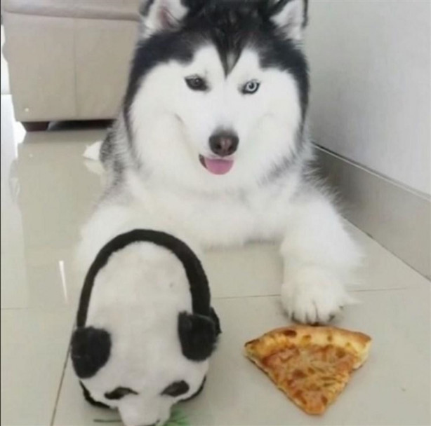 Foto - Fenomen köpek Maru pandalara bayılıyor!