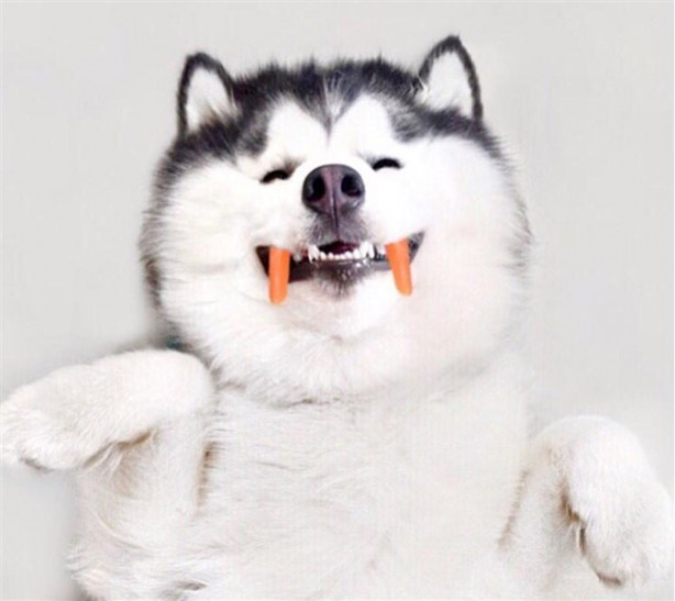 Foto - Fenomen köpek Maru pandalara bayılıyor!