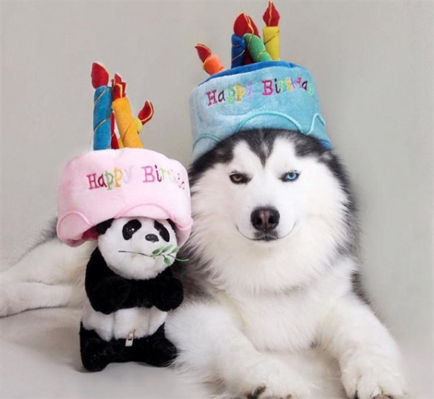 Foto - Fenomen köpek Maru pandalara bayılıyor!