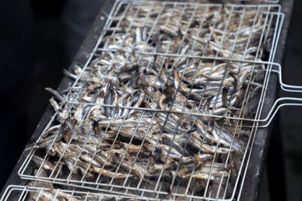 Foto - Festivalde 2,5 ton hamsi yediler!