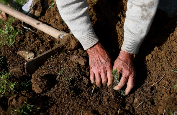 Foto - "Fidan dede" 35 yılda yüzbinlerce fidanı toprakla buluşturdu