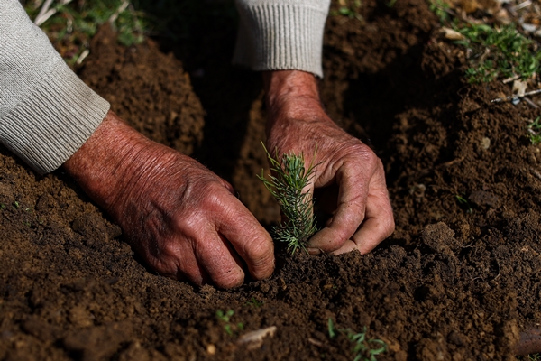 Foto - "Fidan dede" 35 yılda yüzbinlerce fidanı toprakla buluşturdu