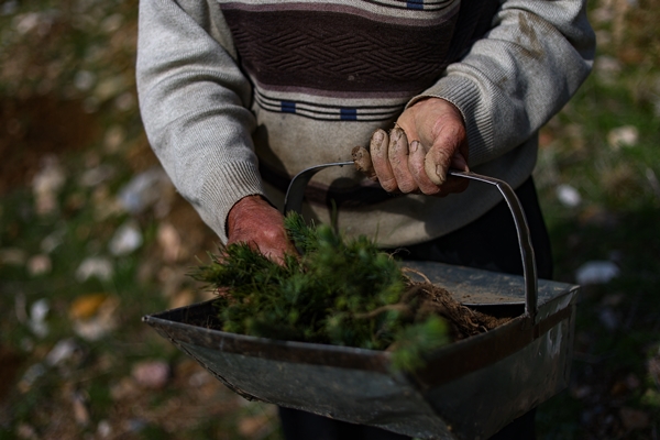 Foto - "Fidan dede" 35 yılda yüzbinlerce fidanı toprakla buluşturdu