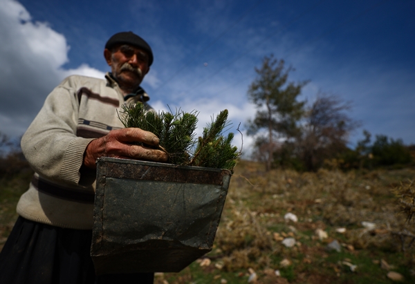 Foto - "Fidan dede" 35 yılda yüzbinlerce fidanı toprakla buluşturdu