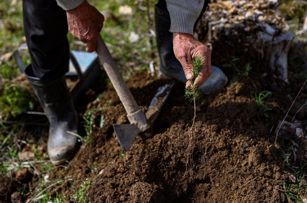 Foto - "Fidan dede" 35 yılda yüzbinlerce fidanı toprakla buluşturdu