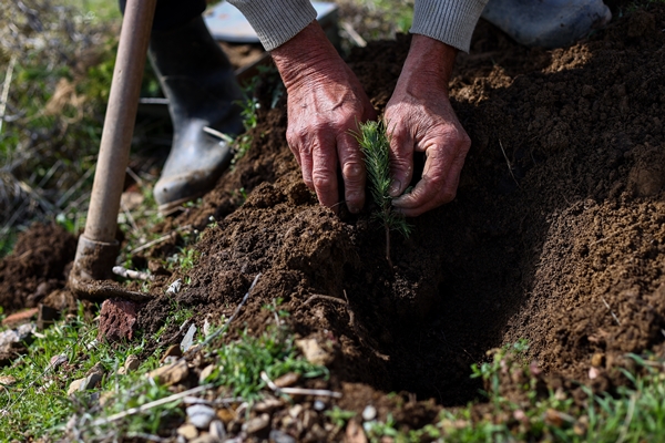 Foto - "Fidan dede" 35 yılda yüzbinlerce fidanı toprakla buluşturdu