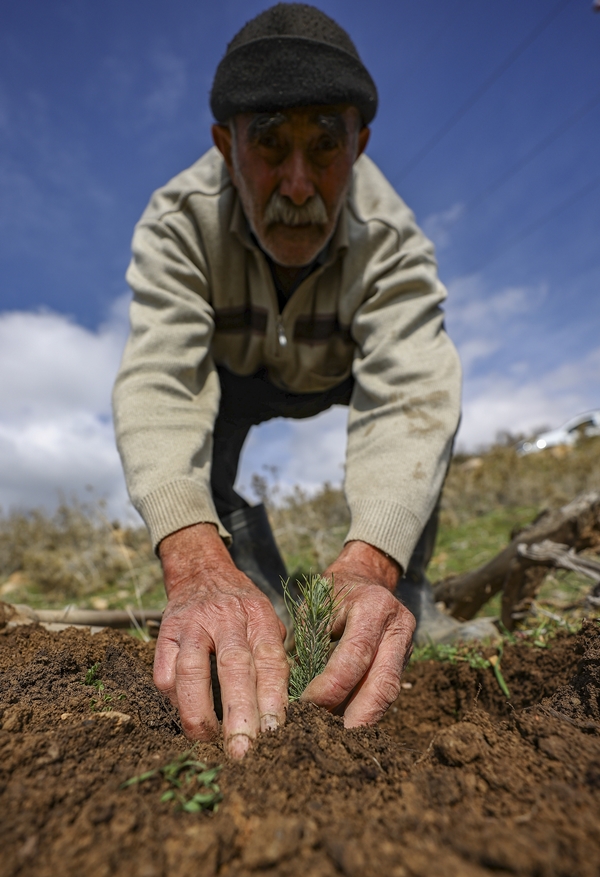 Foto - "Fidan dede" 35 yılda yüzbinlerce fidanı toprakla buluşturdu