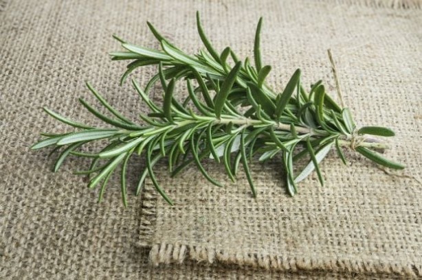 Foto - Fil gibi bir hafızaya sahip olmak isteyenler, önlerine gelen her yemeğe bu baharatlardan bol bol atsın! Beyni hafıza kartı gibi yapıyor