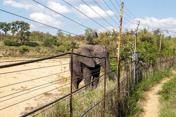 Foto - Fil nüfusu arttı ekosistem tehlike altında