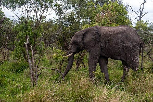 Foto - Fil nüfusu arttı ekosistem tehlike altında