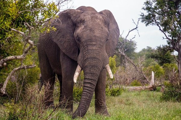 Foto - Fil nüfusu arttı ekosistem tehlike altında