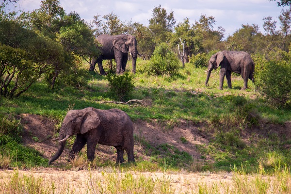 Foto - Fil nüfusu arttı ekosistem tehlike altında