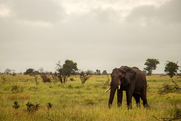 Foto - Fil nüfusu arttı ekosistem tehlike altında