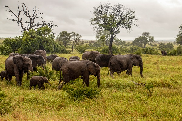 Foto - Fil nüfusu arttı ekosistem tehlike altında