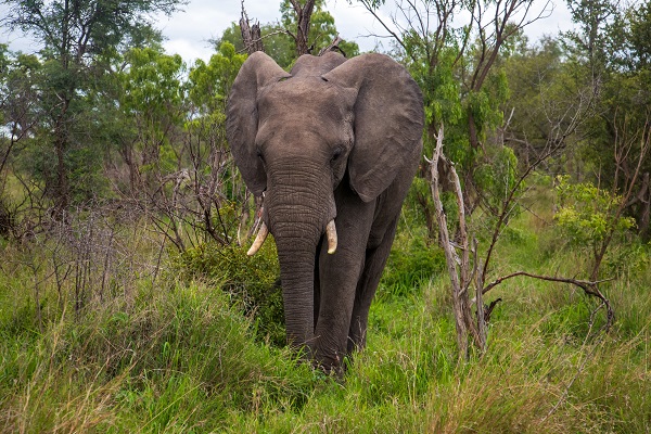 Foto - Fil nüfusu arttı ekosistem tehlike altında