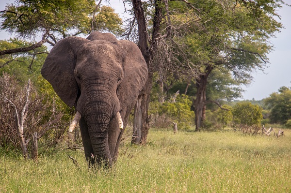 Foto - Fil nüfusu arttı ekosistem tehlike altında